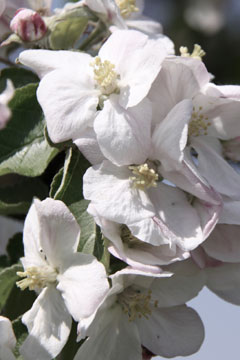 Apfelblüte