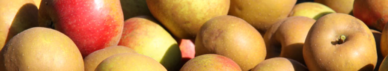 Äpfel aus eigener Ernte für die Zubereitung von Apfeledelbrand