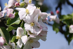 Apfelblüte