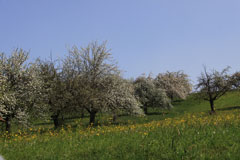 Blühende Obstbäume auf der Obstbaumwiese