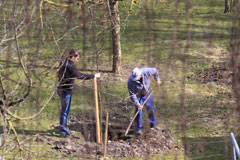 Zwei Männer beim Pflanzen eines Obstbaumes