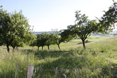 Obstwiese Sommer
